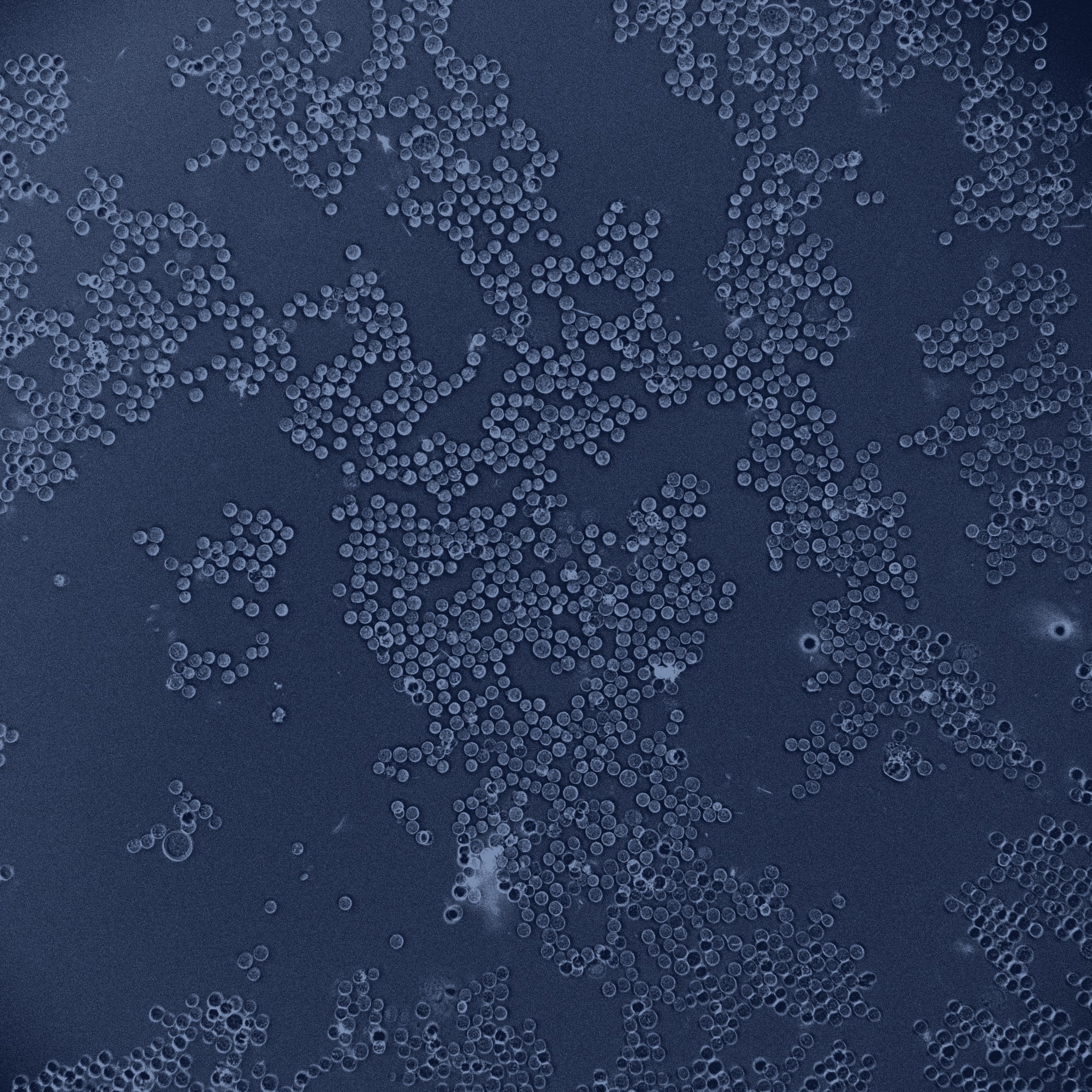 Unstained cell microscopy from a MediOP imaging cycle