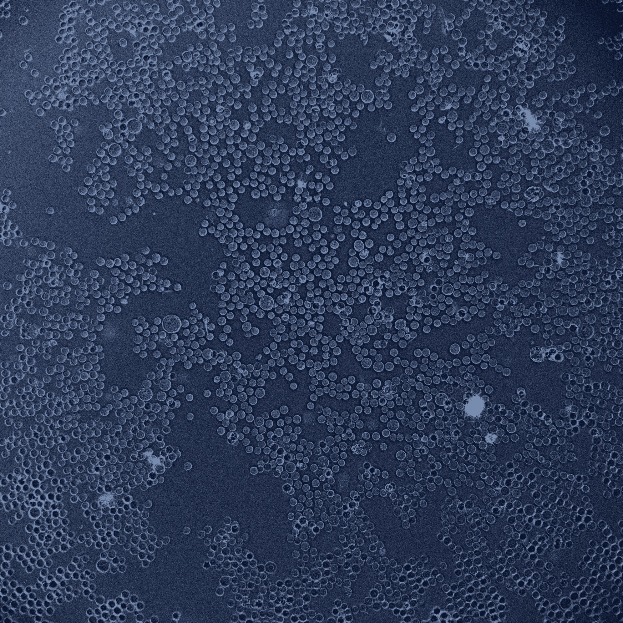 Density 07 raw cell microscopy field