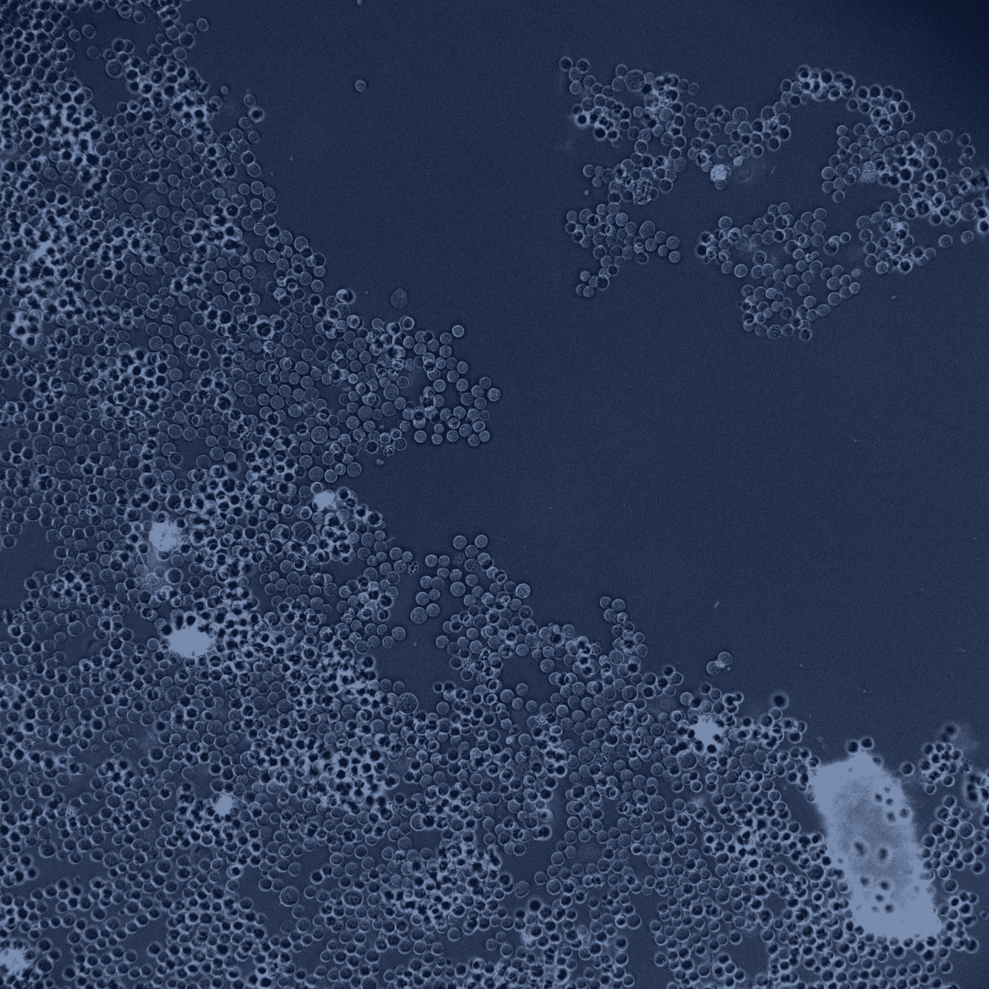 Aggregates 06 raw cell microscopy field