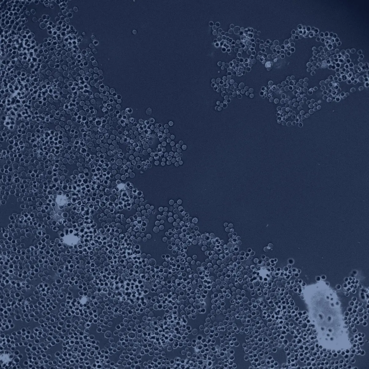 Aggregates 06 raw cell microscopy field