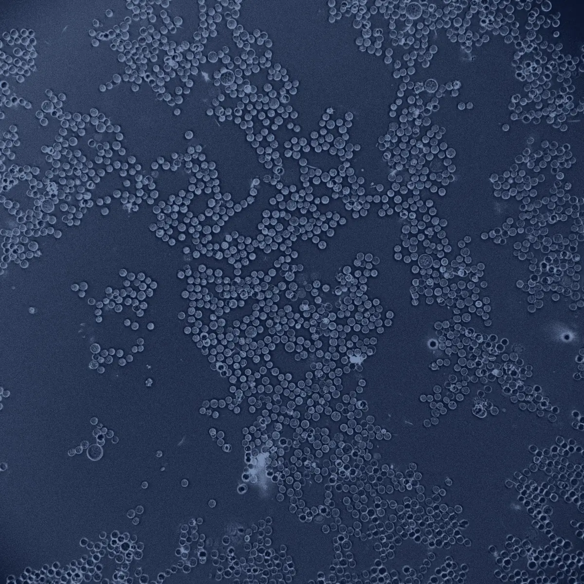 Unstained cell microscopy from a MediOP imaging cycle
